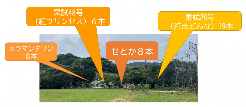 柑橘類の種類